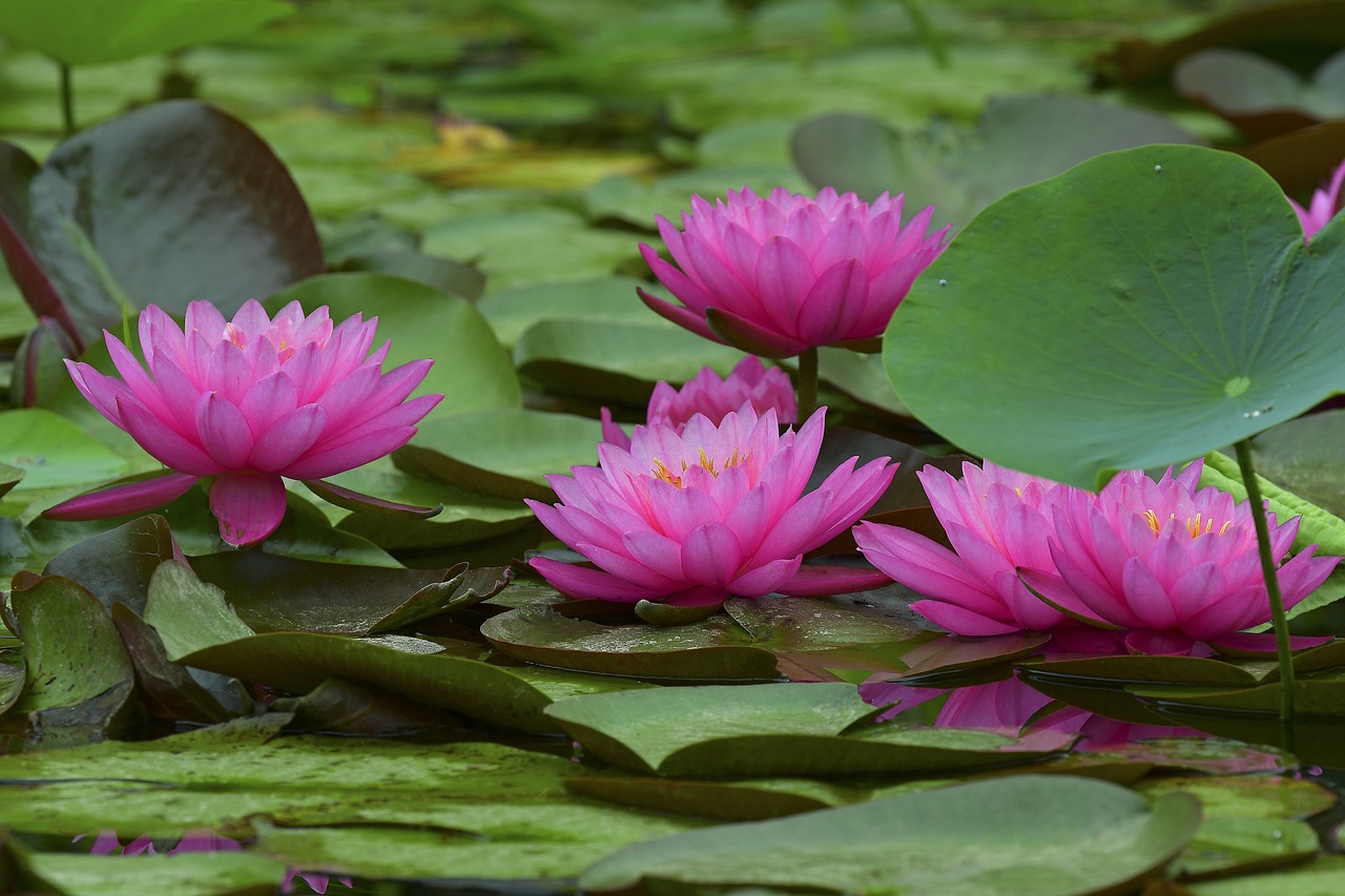 胭脂湖畔的花卉世界——花乡桥南花卉市场探秘手臂长了红色凸起的红包不痒  第1张